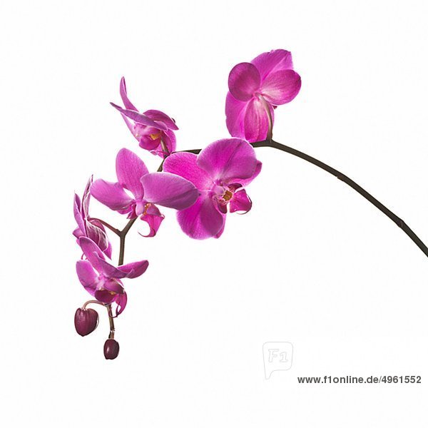 Moth Orchidee gegen wei 223 er Hintergrund Nahaufnahme