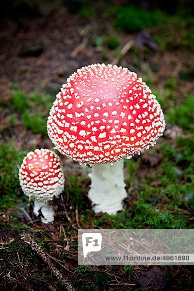 Close-up of fly agaric