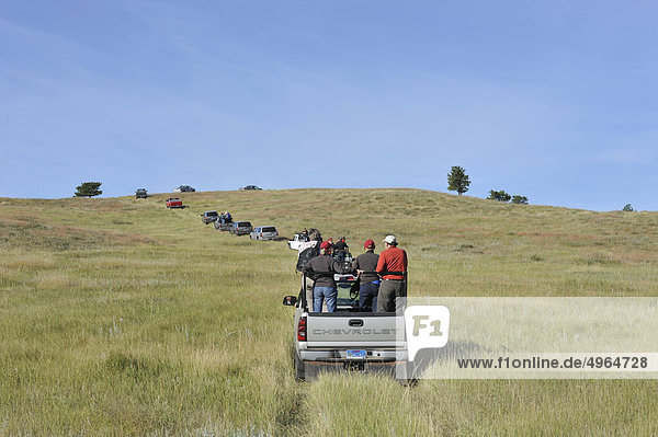 USA  South Dakota  Black Hills National Forest  Custer State Park  Buffalo Roundup  Tourists Vehicle