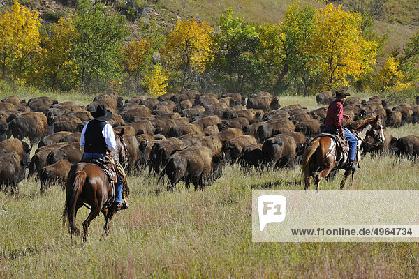 USA  South Dakota  Black Hills National Forest  Custer State Park  Buffalo Roundup  Cowboy