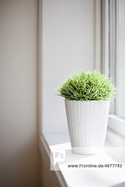 Blumentopf pro Fenster