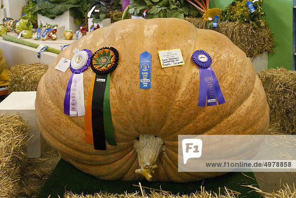 Winning giant pumpkin grown by Dale Marshall weighing 1101 pounds at the Alaska State Fair in Palmer  Matanuska- Susitna Valley  Southcentral Alaska  Autumn