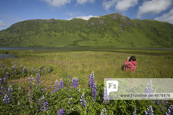 Frau genießt im freien und Landschaft unter Nootka Lupine in der Nähe von Lake LaRose Tead  Pasagshak Bay Road  Chiniak Bay  Kodiak-Insel  Südwesten Alaskas  Sommer