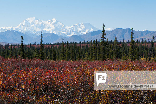 Blick auf der Westseite des Mt. McKinley gesehen vom Parks Highway  Denali-Nationalpark und Schutzgebiet  Alaska Interior  Herbst