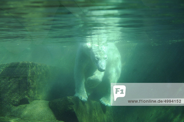 Polar bear (Ursus maritimus) under water