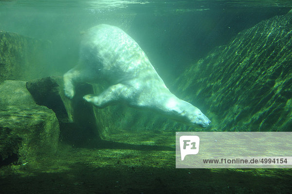 Polar bear (Ursus maritimus) under water