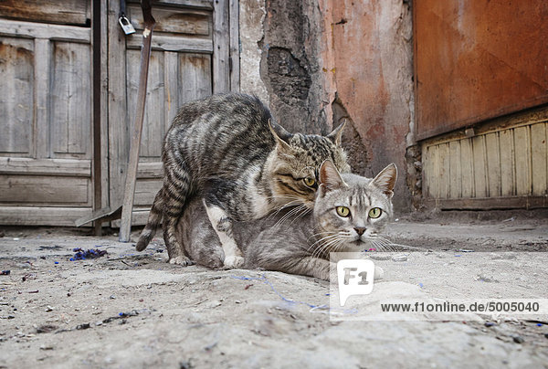 Eine Katze auf der anderen