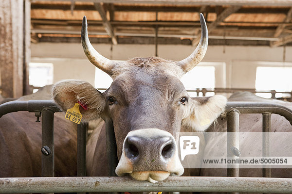 Ein Stier im Stall
