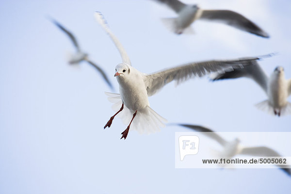 Möwen fliegen im Himmel
