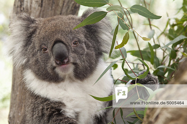 Close-up of a Koala