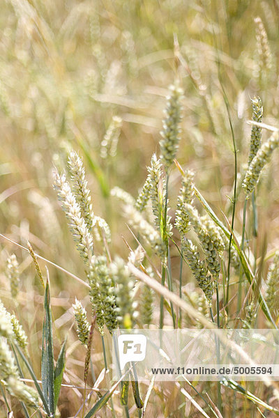 Nahaufnahme von Weizen auf einem Feld
