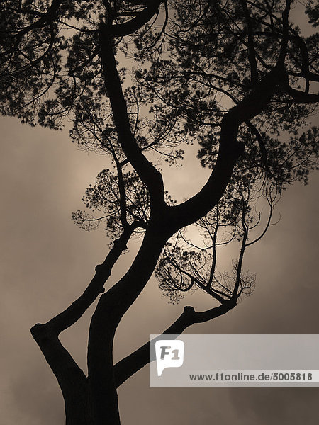 Silhouette eines Baumes mit dahinter verborgener Sonne in einem grauen Himmel