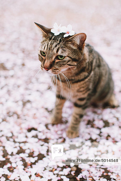 Katze liegend mit Kirschenblüte auf Kopf