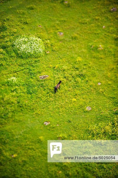 Horse on meadow  aerial view