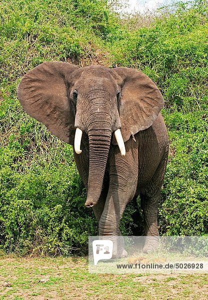 Elefant  Uganda