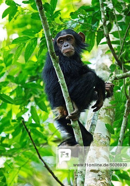 Schimpanse  Pan troglodytes  Uganda