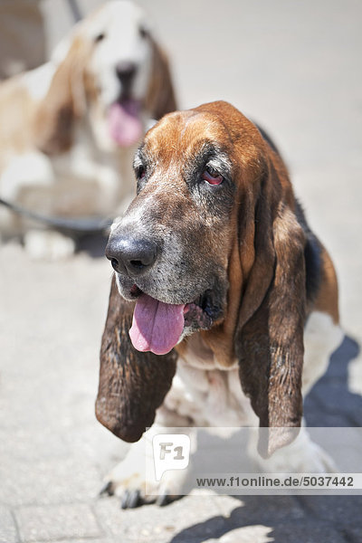 Porträt von einem Bassett Hound Dog  Winnipeg  Manitoba  Kanada