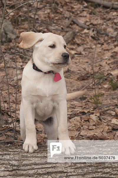 Yellow Labrador Retriever Welpe stehend auf ein Protokoll mit der Wind weht seine Ohren