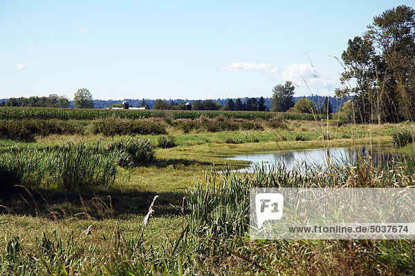 Mixed wetlands and farmland in the Fraser Valley  British Columbia  Canada