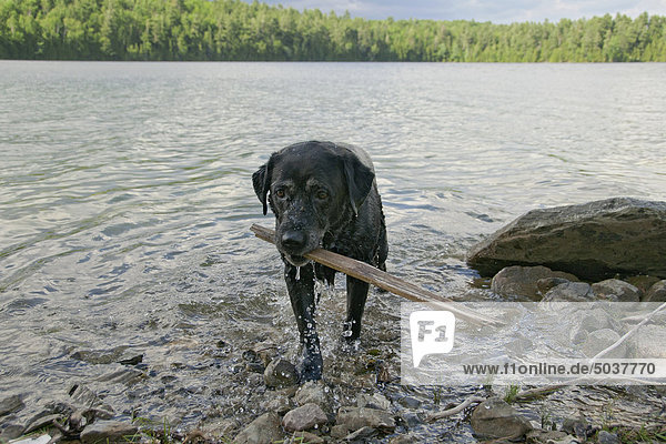Black Labrador retriever dog retrieving stick from water  southeastern Ontario