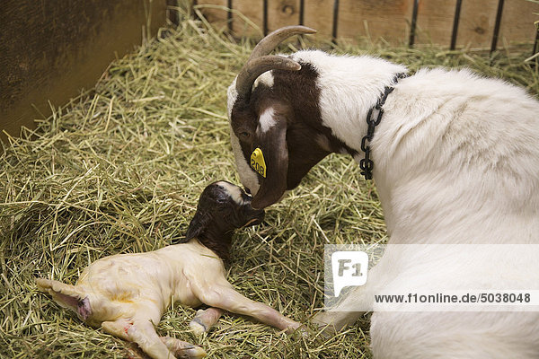 Goat with newborn in spring  Alliston  Ontario  Canada