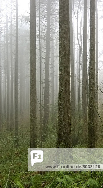 Nadelw? ¤ lder im Nebel  Pacific Crest Trail  Cascade Locks  Oregon  USA