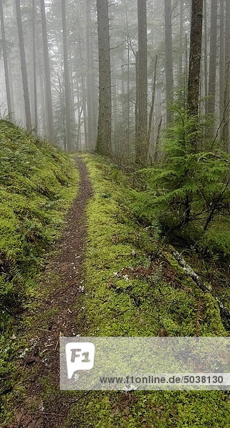 Pacific Crest Trail bei Nebel Cascade Locks  Oregon  USA