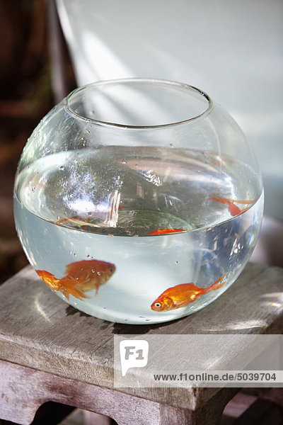 Close-up of goldfish in a fishbowl