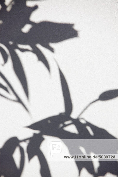 Close-up of a plant shadow on a wall