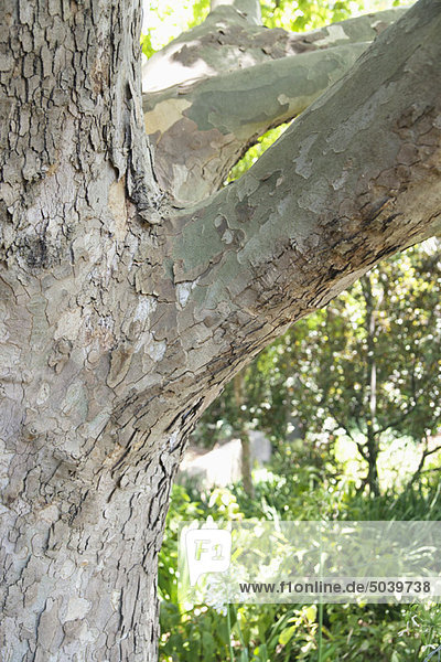 Close-up of tree trunk