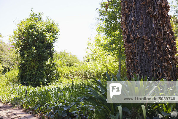 View of trees and bushes in a park