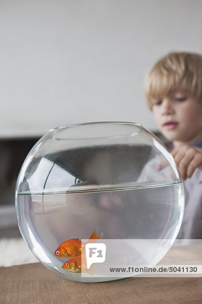 Close-up of a boy looking at fishbowl