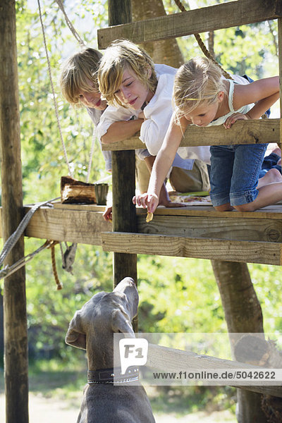 Children feeding a dog from tree house