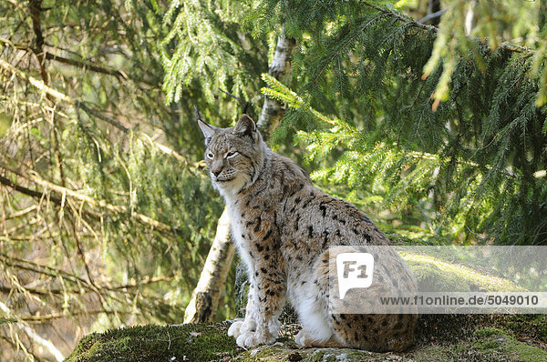 Luchs (Lynx lynx) im Nationalpark Bayerischer Wald  Bayern  Deutschland