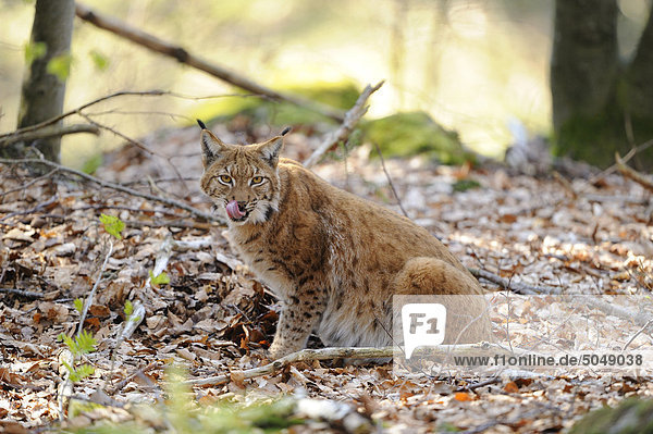 Karpatenluchs (Lynx lynx carpathicus) im Nationalpark Bayerischer Wald  Bayern  Deutschland