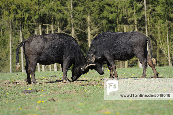 Zwei Wasserbüffel (Bubalus arnee) kämpfen