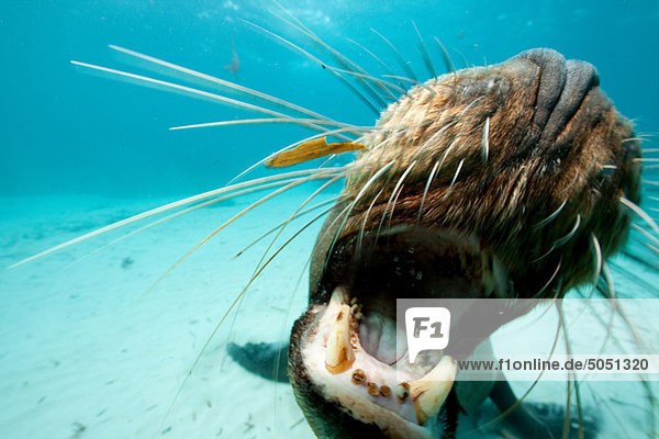 Australian sea lion