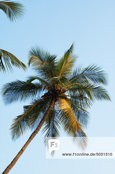 Palme  Goa