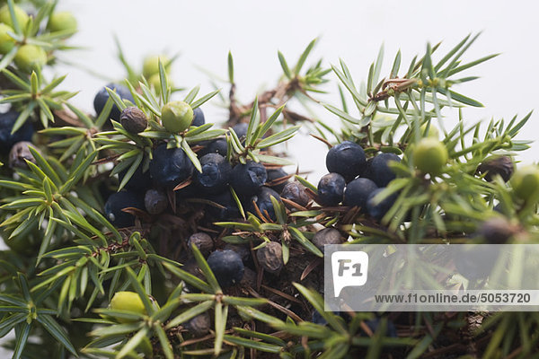 Wacholderbeeren auf Zweigen