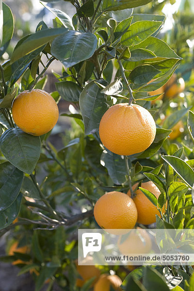 Orangen  die auf einem Baum wachsen