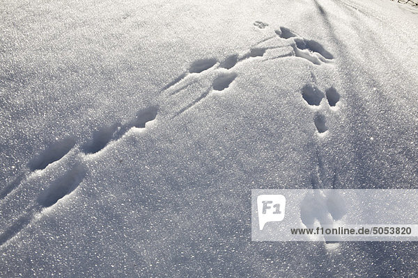 Schneeschuhabdrücke im Schnee