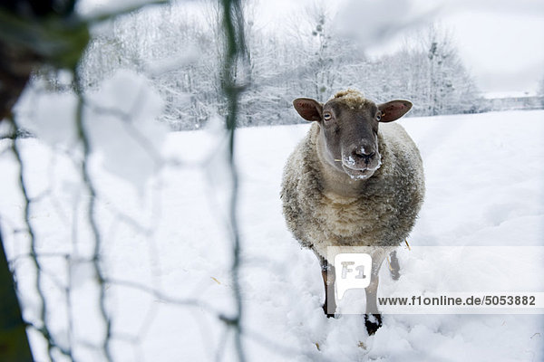 Schafe im Schnee stehend  mit Blick auf die Kamera