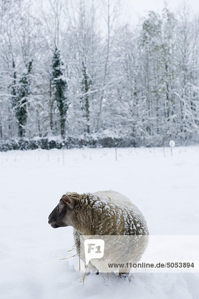 Schaf stehend knietief im Schnee