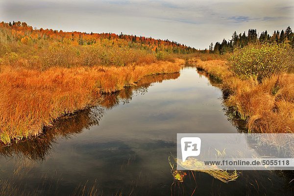 Creek im Herbst  Kawartha Highlands  Ontario  Kanada