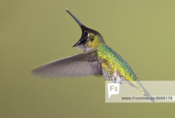 Annakolibri (Calypte Anna) im Flug in Victoria  Vancouver Island  British Columbia  Kanada
