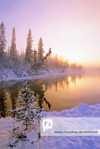 A vertical winter landscape of an early morning sunrise on a spring fed open pond in Jasper National Park Alberta Canada