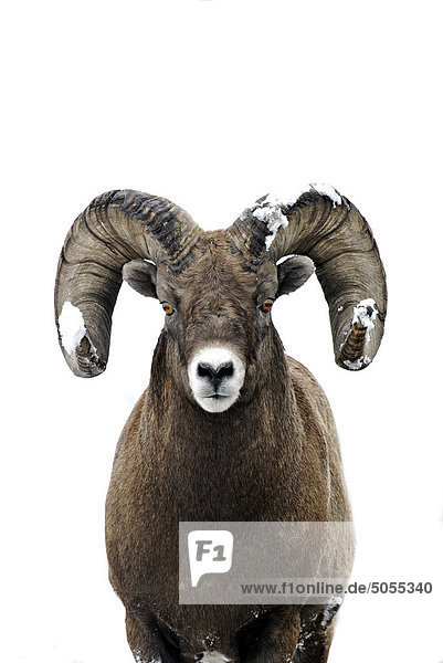 'A close up front view portrait of a Rocky Mountain Bighorn Sheep 'Ovis canadensis'