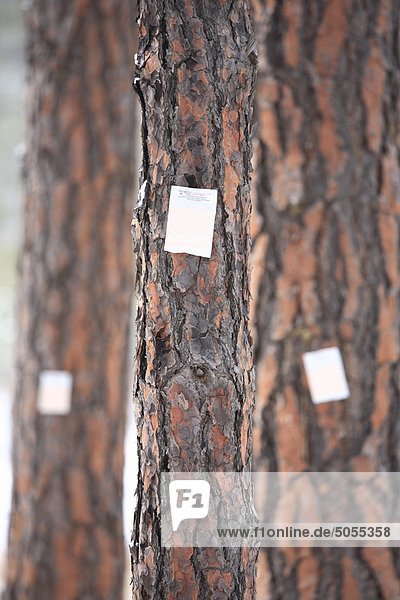 Pheromone 'Verbenone' attached to pine trees in Skihist Provincial Park  Thompson Region  BC.
