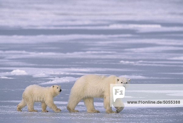 Eisbär (Ursus Maritimus) & Cub  in der Nähe von Churchill  Manitoba  Kanada.