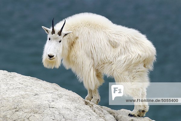A white mountain goat stands and looks over the terrain at a mineral lick in Jasper National Park  Alberta  Canada.